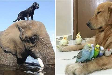 6 Unusual Animal Friendships You'll Never believe! and make You Love Nature