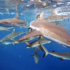 Predators Have a Soft Side: Grey Reef Sharks Found To Form Long-Lasting ‘Friendships’ Says Study