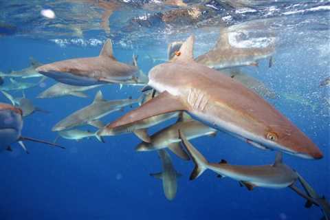 Predators Have a Soft Side: Grey Reef Sharks Found To Form Long-Lasting ‘Friendships’ Says Study