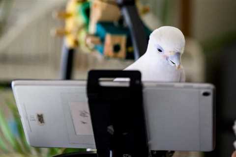 Parrots Kept as Pets Were Taught to Video Call Each Other—and They Loved It